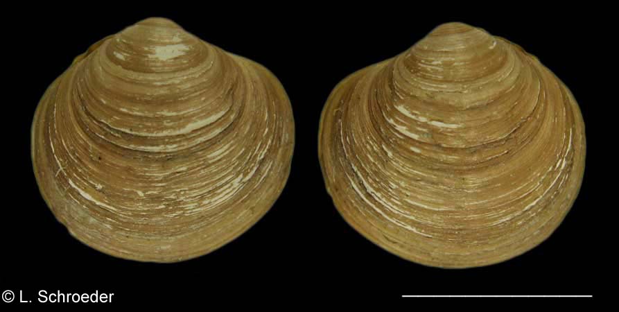 Diplodonta impolita