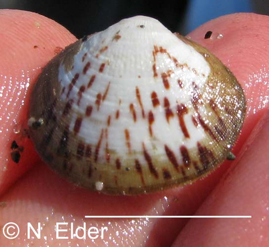 Glycymeris septentrionalis