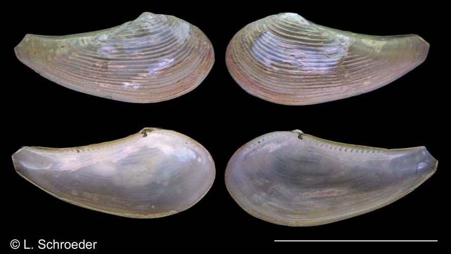 Nuculana navisa