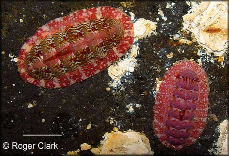 Boreochiton beringensis