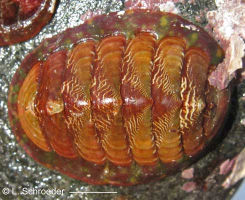 Tonicella insignis