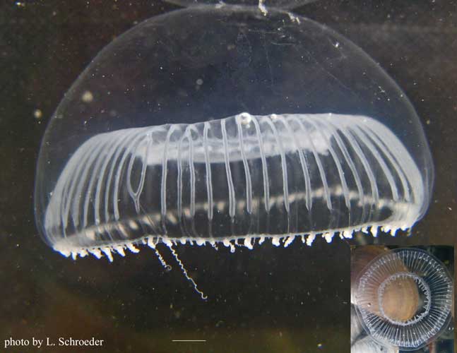 Aequorea sp.