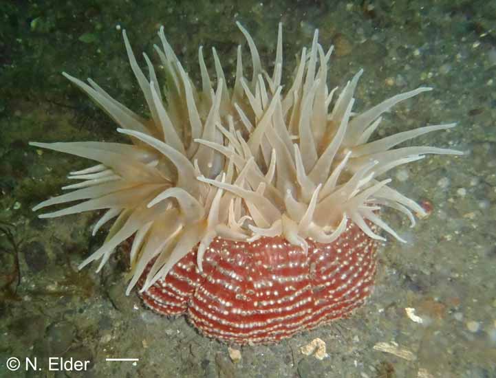 Urticina columbiana