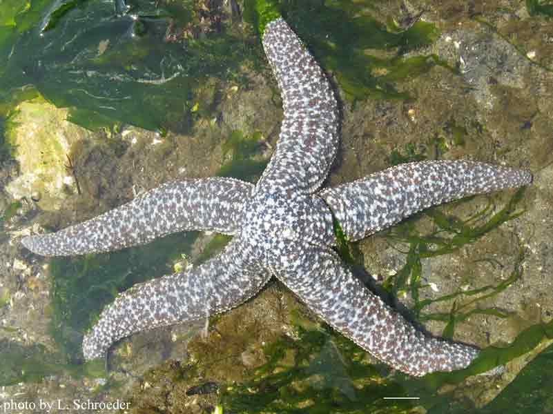 Evasterias troschelii
