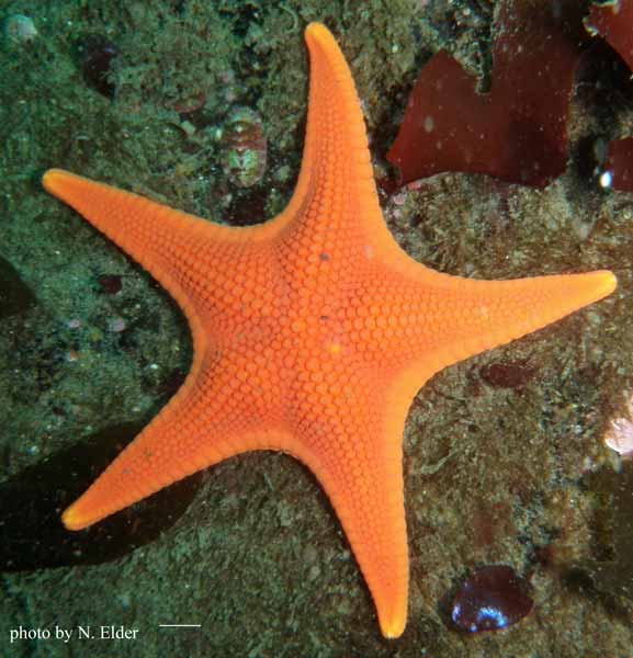 Mediaster aequalis