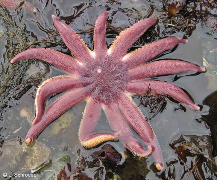 Solaster dawsoni