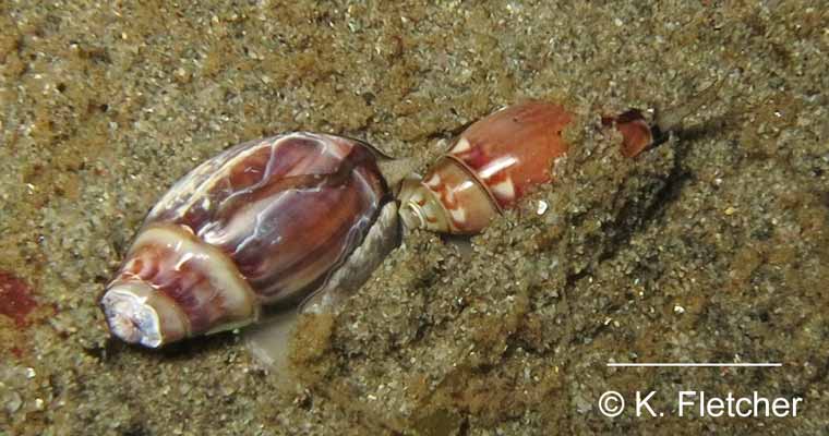 Callianax baetica