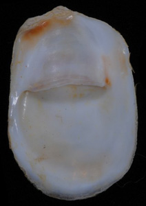 Crepidula perforans