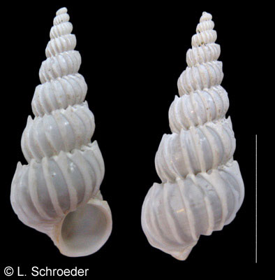 Epitonium sawinae
