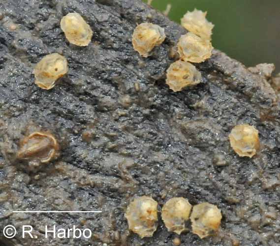 Ilyanassa obsoleta