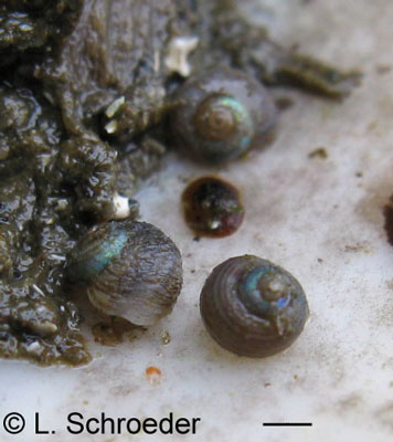 Lirularia succincta