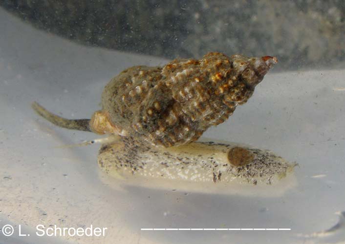 Nassarius mendicus