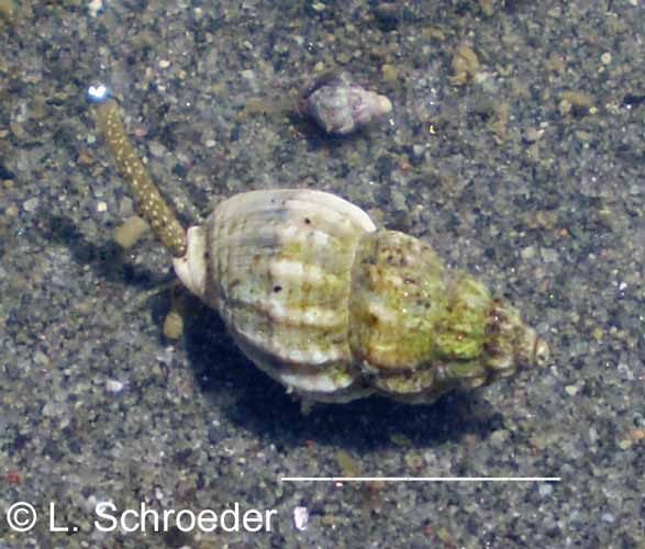 Nassarius fraterculus