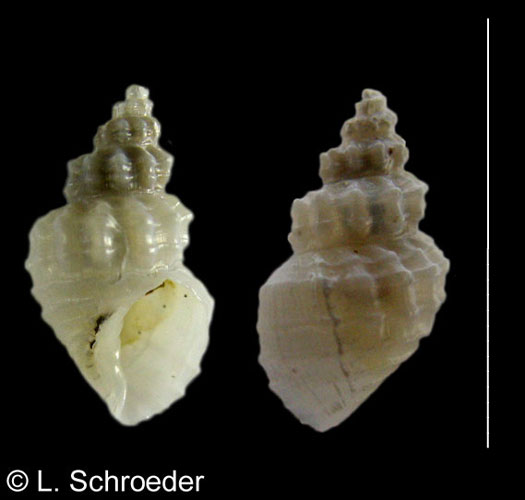 Neadmete modesta