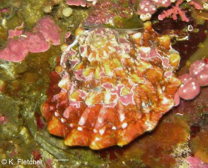 Pomaulax gibberosa