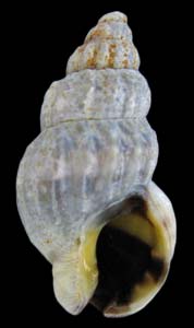 Reticunassa fratercula