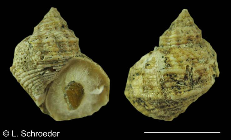 Trichotropis insignis