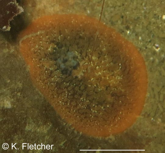 Acanthodoris lutea