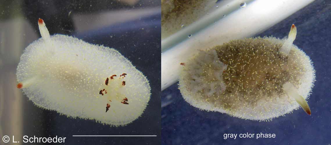 Acanthodoris nanimoensis