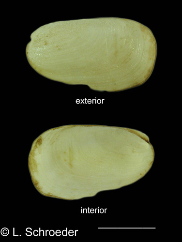 Berthella chacei