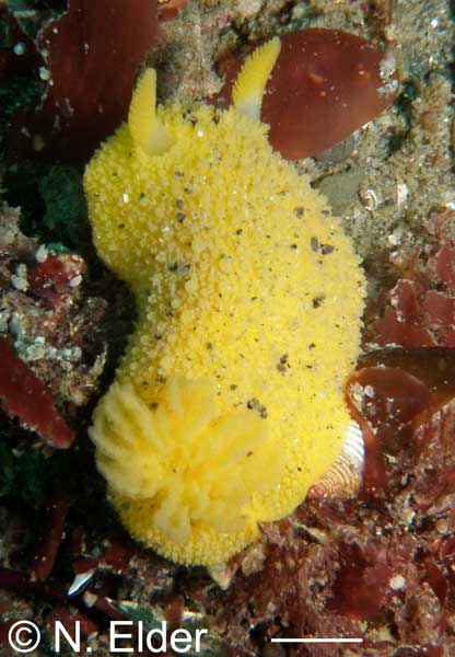 Doris montereyensis