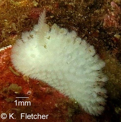 Onchidoris evincta