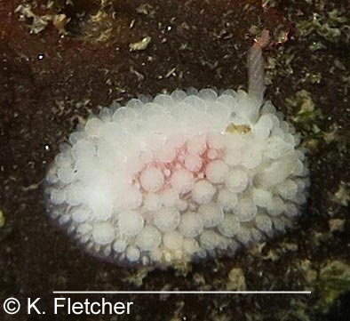 Onchidoris muricata