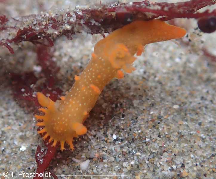 Triopha maculata